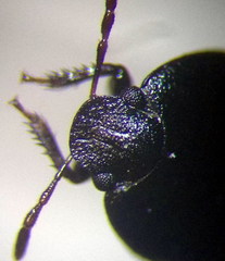 Ochetostethus opacus