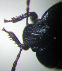 Ochetostethus opacus