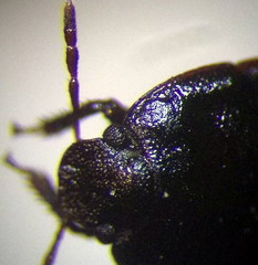 Ochetostethus opacus