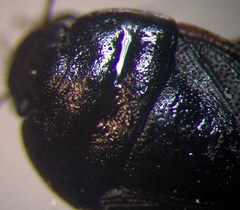 Ochetostethus opacus