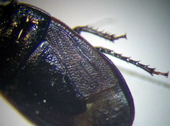 Ochetostethus opacus