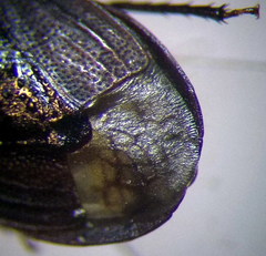 Ochetostethus opacus