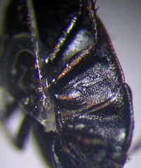 Ochetostethus opacus