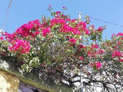 Bougainvillea
