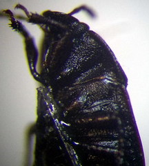 Ochetostethus opacus