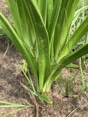 Kniphofia rigidifolia