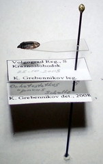 Ochetostethus opacus