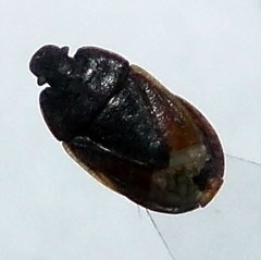 Ochetostethus opacus