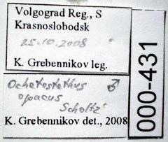 Ochetostethus opacus