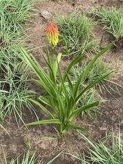 Kniphofia rigidifolia