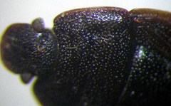 Ochetostethus opacus