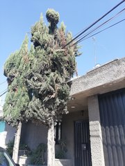 Cupressus sempervirens