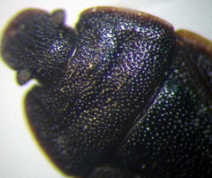 Ochetostethus opacus