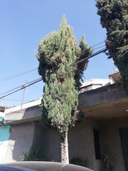 Cupressus sempervirens