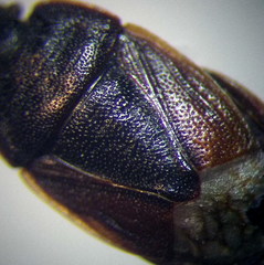 Ochetostethus opacus