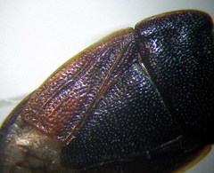 Ochetostethus opacus