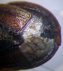 Ochetostethus opacus