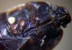 Ochetostethus opacus