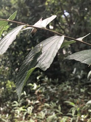 Hestina assimilis