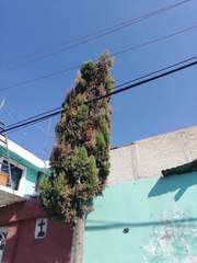 Cupressus sempervirens