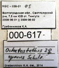 Ochetostethus opacus