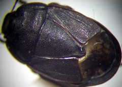Ochetostethus opacus