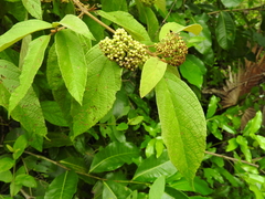 Callicarpa acuminata
