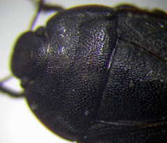 Ochetostethus opacus