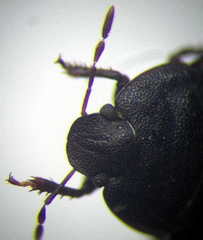 Ochetostethus opacus