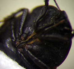 Ochetostethus opacus