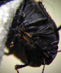 Ochetostethus opacus