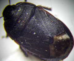 Ochetostethus opacus
