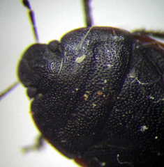 Ochetostethus opacus