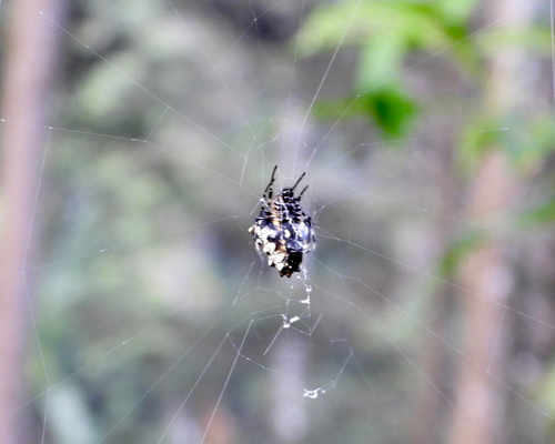 Arrowhead orbweaver