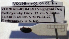 Ochetostethus opacus