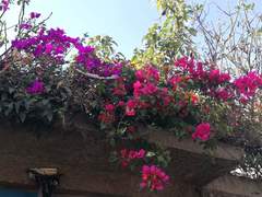 Bougainvillea