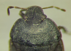 Ochetostethus opacus