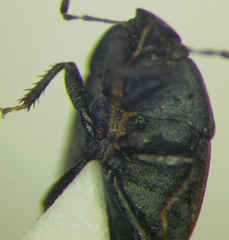 Ochetostethus opacus