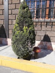 Cupressus sempervirens