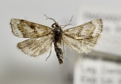 Catoptria trichostomus