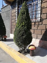 Cupressus sempervirens