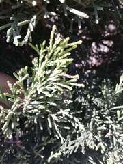 Cupressus sempervirens