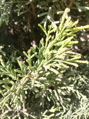 Cupressus sempervirens