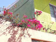 Bougainvillea