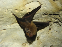 Peropteryx macrotis
