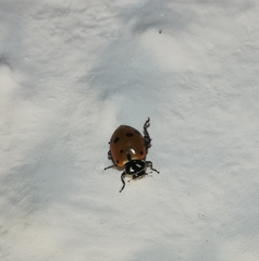 Hippodamia convergens