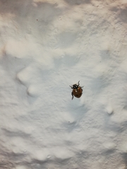 Hippodamia convergens