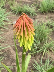 Kniphofia rigidifolia