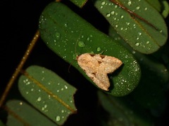 Chorsia