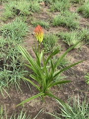 Kniphofia rigidifolia